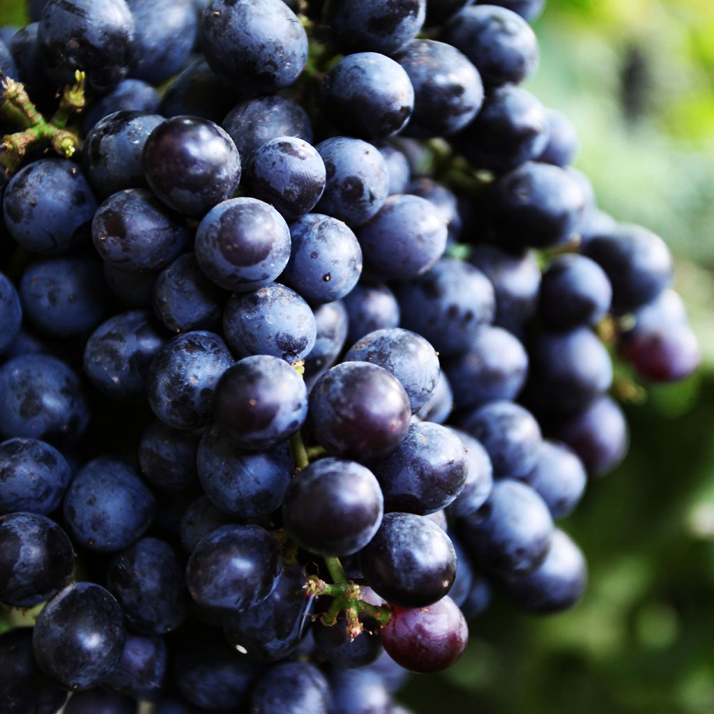 UV Cellular DNA Serum Oil Essence I Photomelatonin