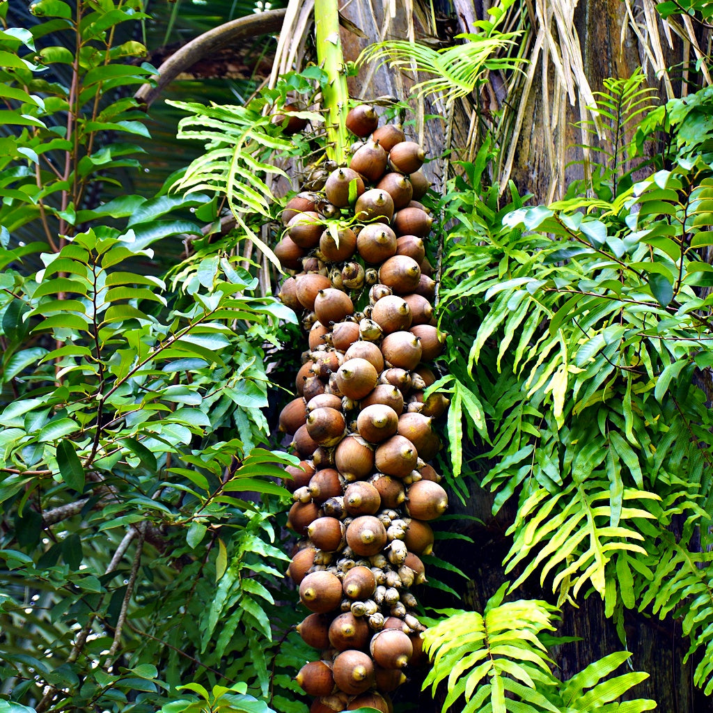 Odyssey Botanical Body Cream