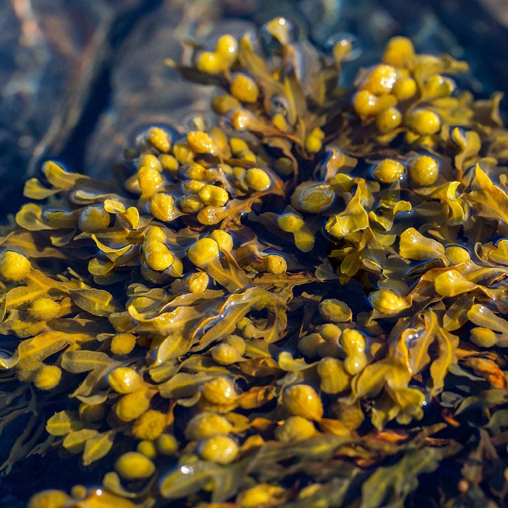 Black Orchid Optimum Body Cream