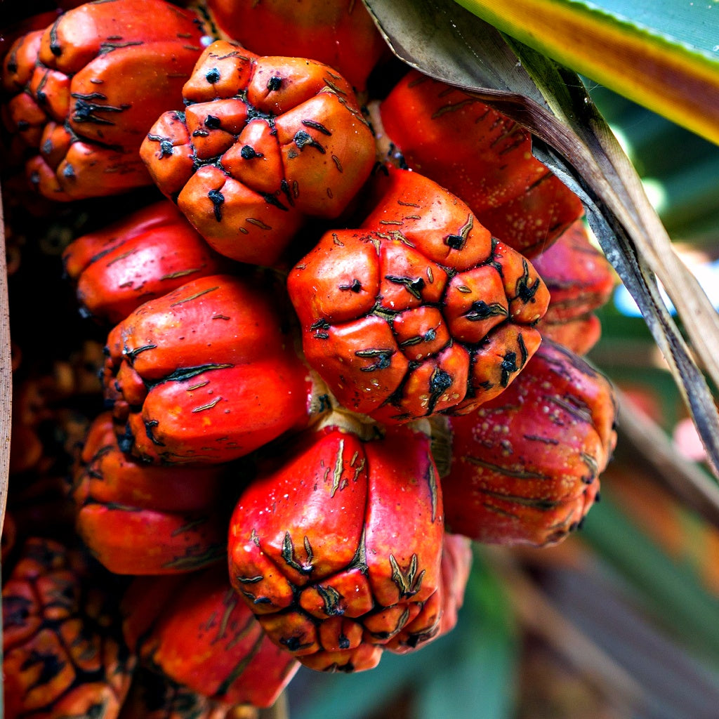 Rose Bay Bondi Organic Aloe Vera Castile Body Wash
