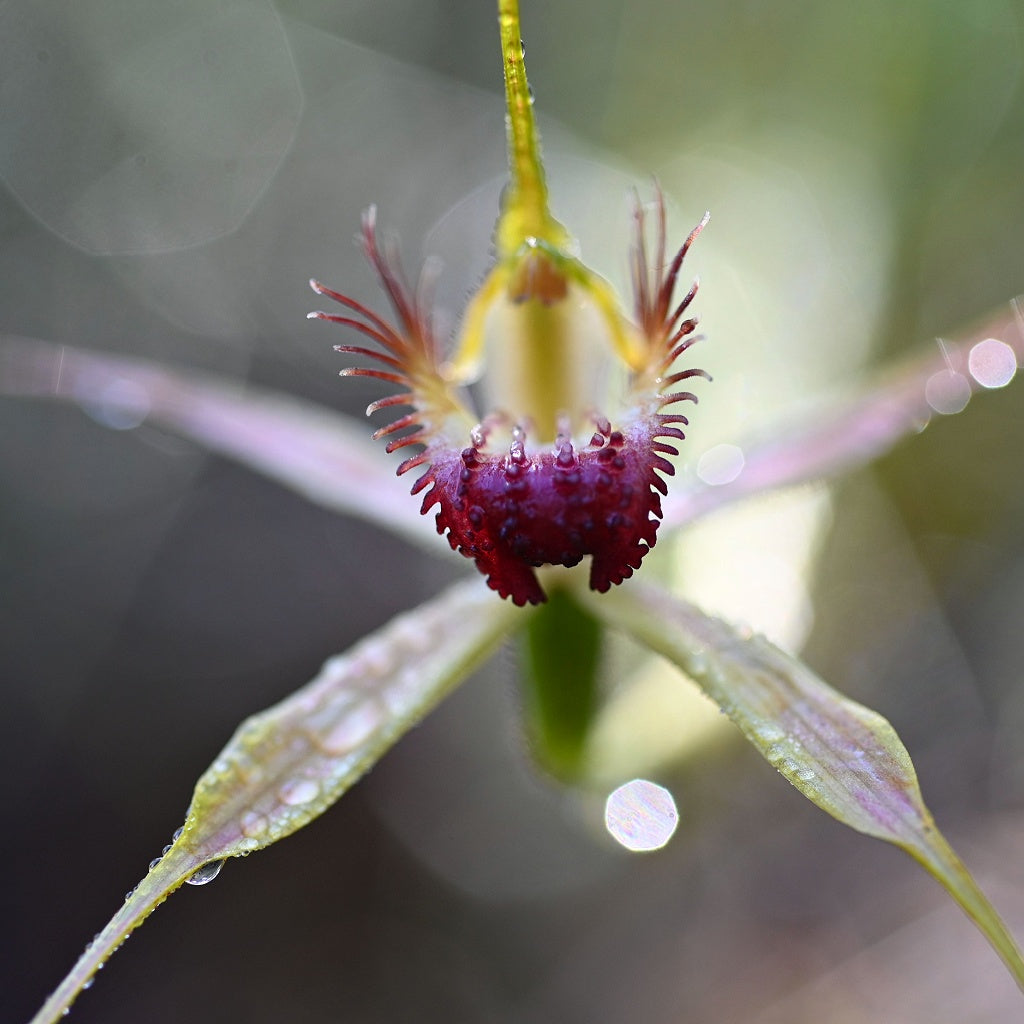 Cape Moreton Tangalooma Australian Signature Pure Soy Candle I Beach Spa