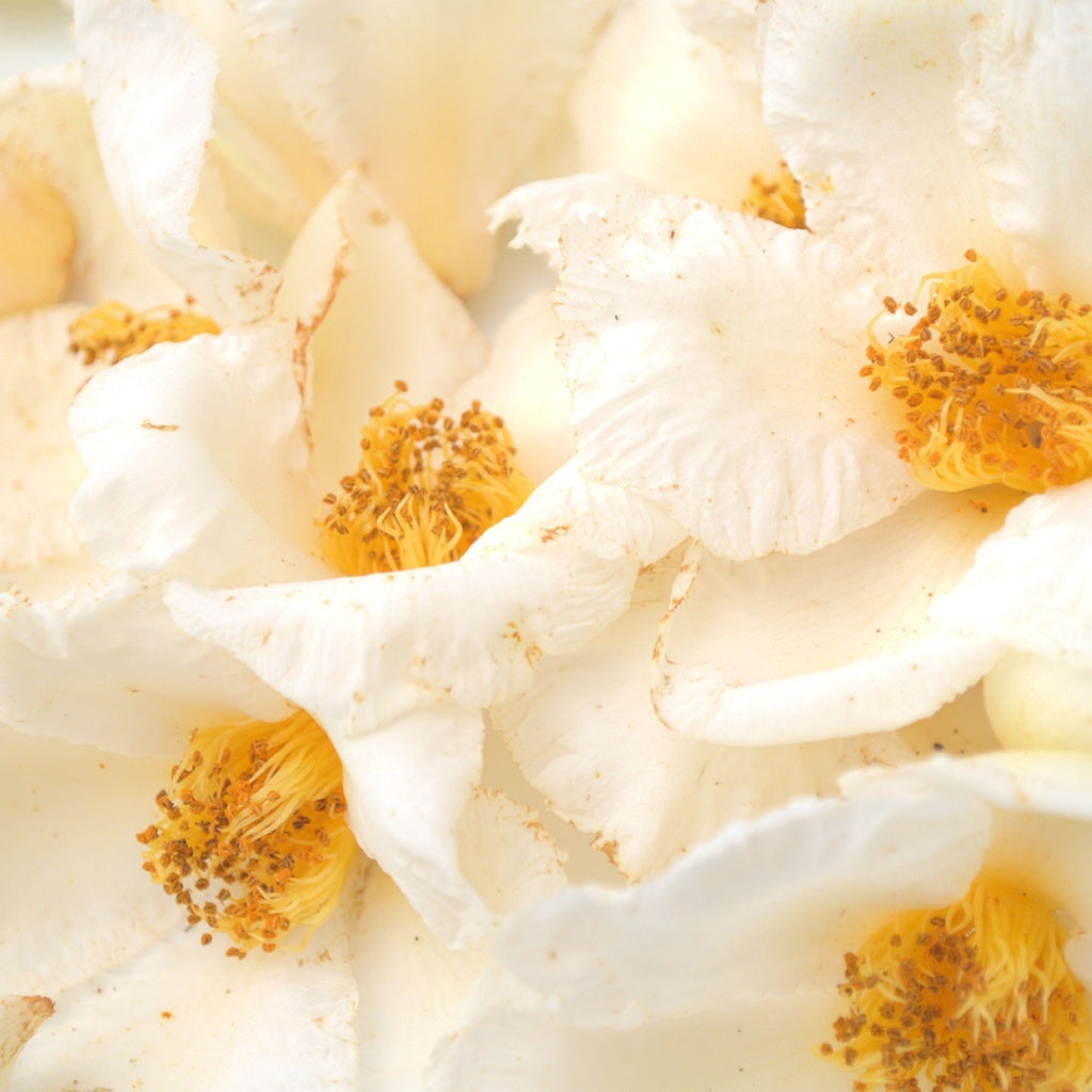 Chai Cinnamon Vanilla with Camellia Flower Blooming Black Tea Ball