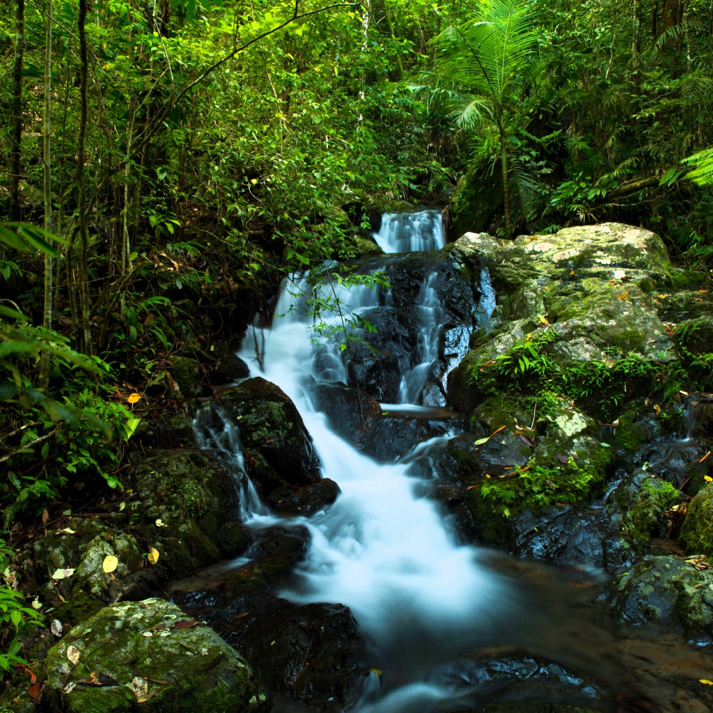 Cape Tribulation Daintree Australian Signature Pure Soy Melt I Coastal Sea Air