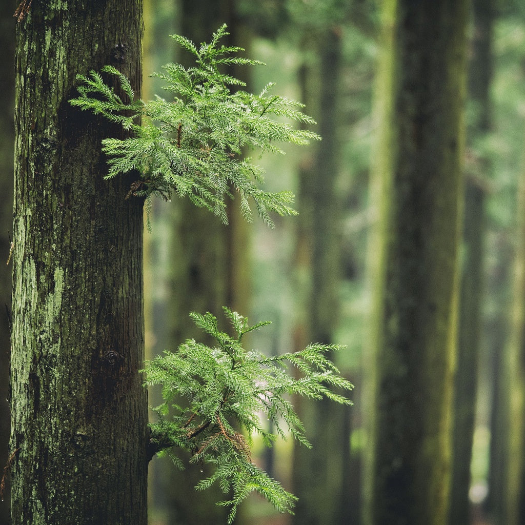 Cinnamon Orange Peel Signature Diffuser Oil