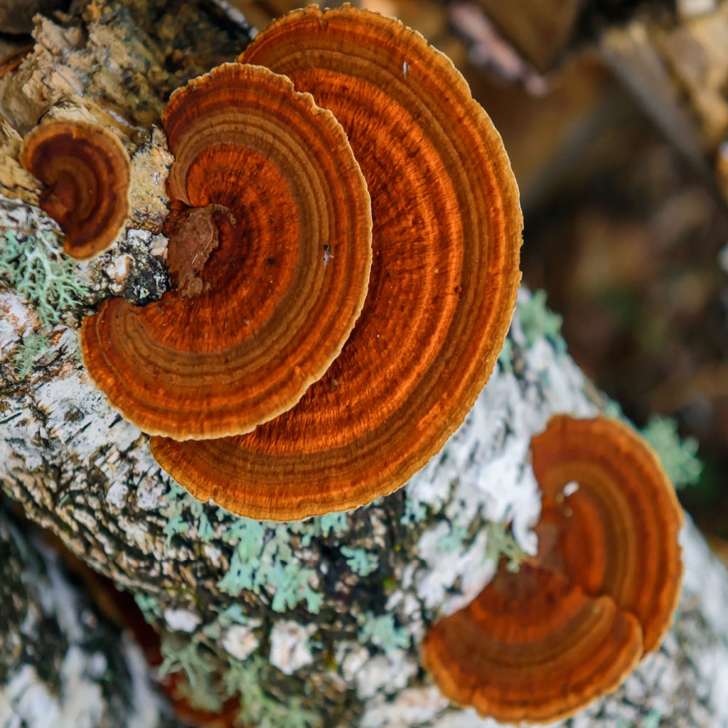 Gut Essential Herbal Healing Body Cream