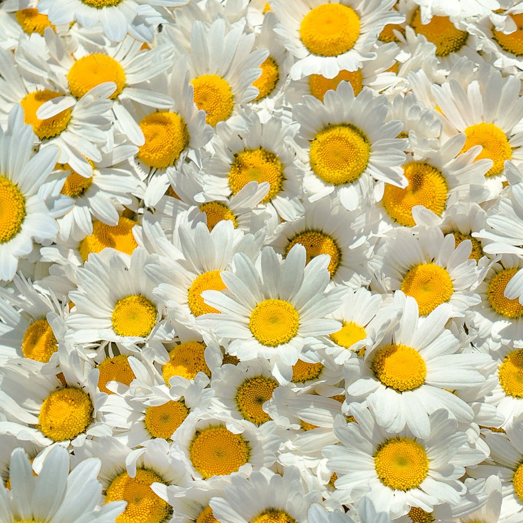 Puglia Signature Hanging Diffuser