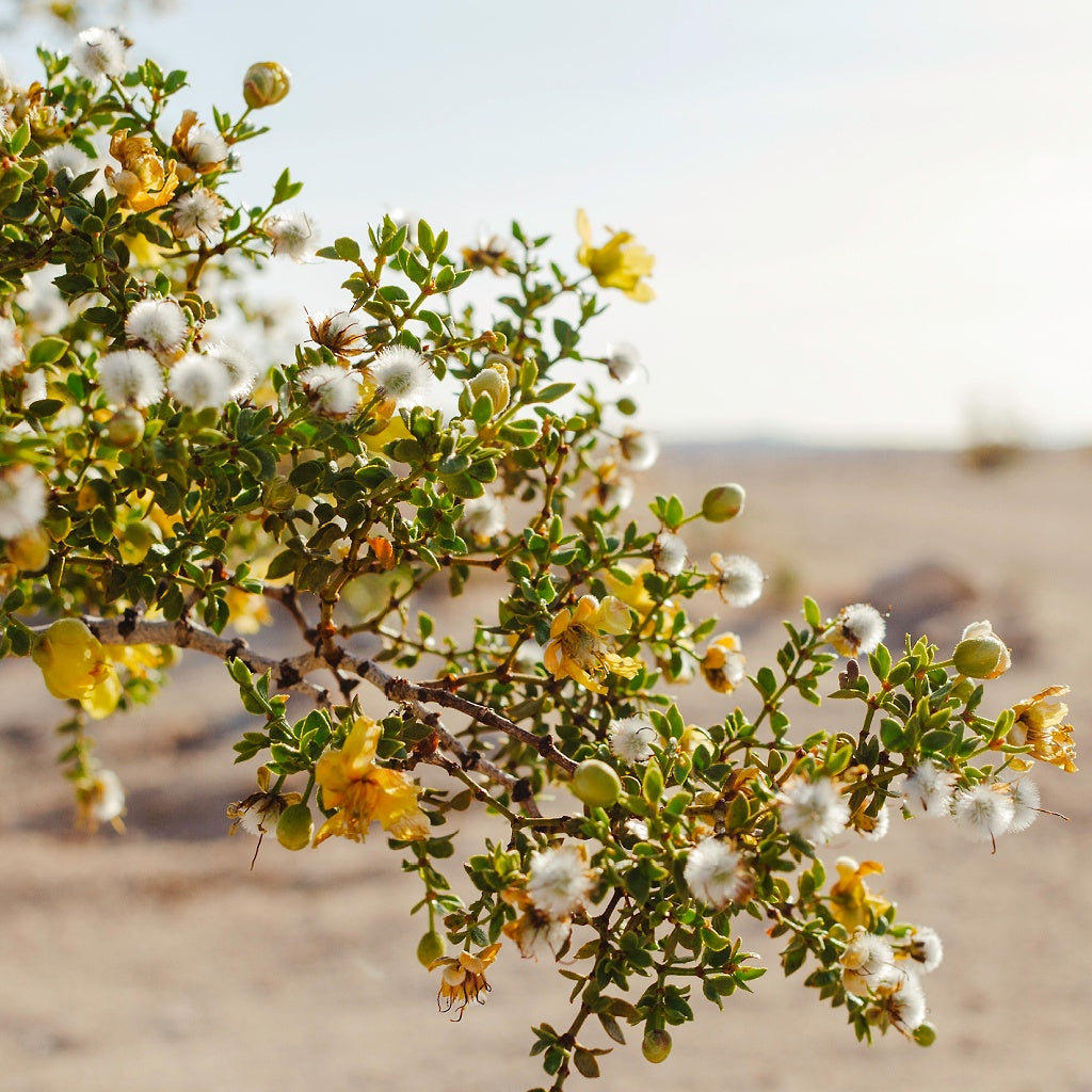 Muscular Nerves Relief Herbal Healing Body Cream