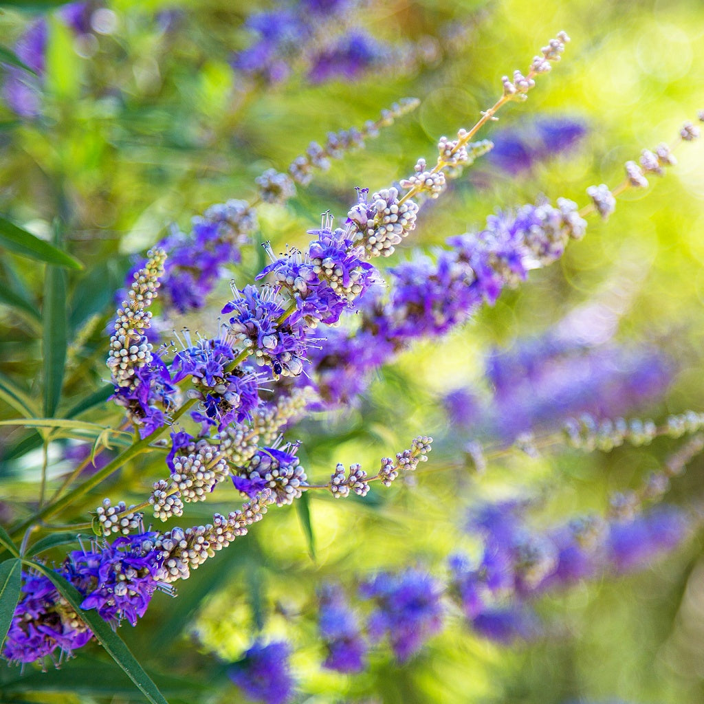 Menopause I PMS Women's Balance Organic Botanical Tea