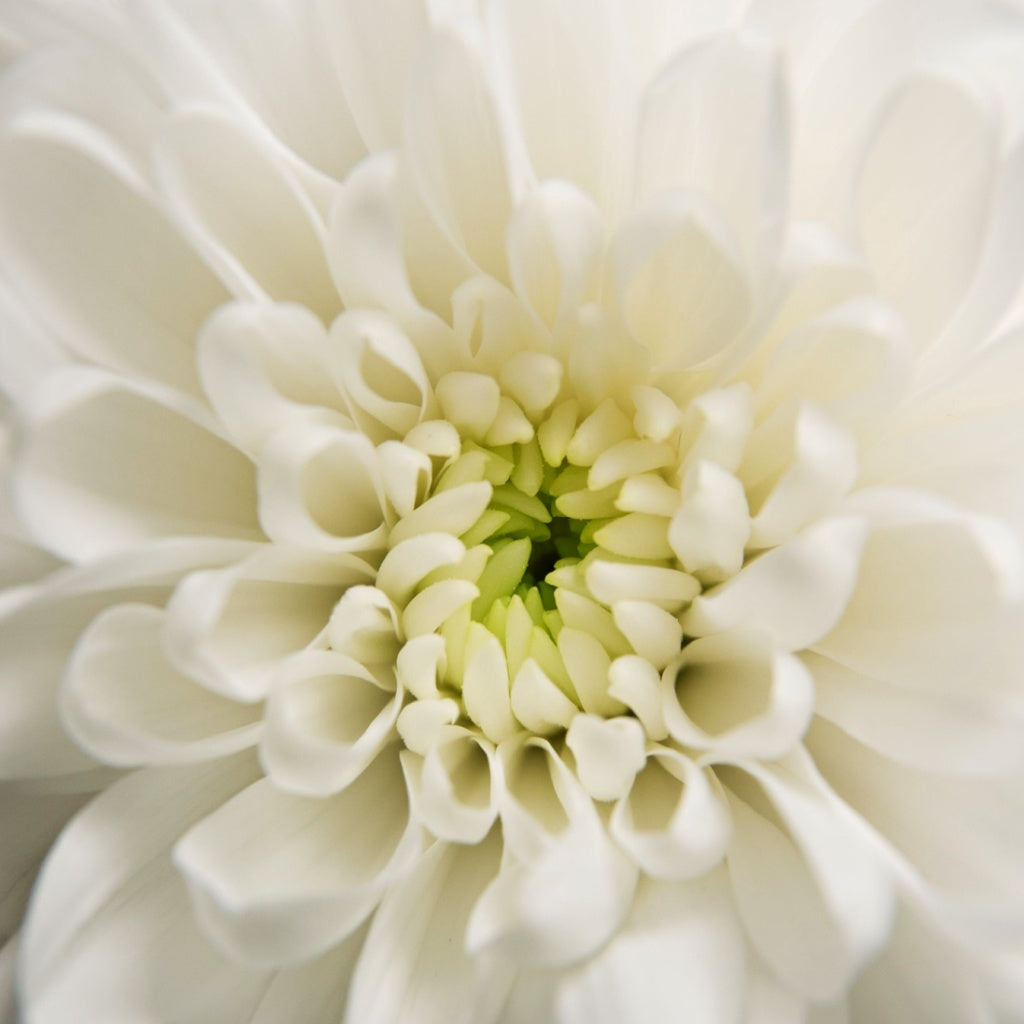 Osmanthus with Chrysanthemum Flower Blooming White Tea Ball