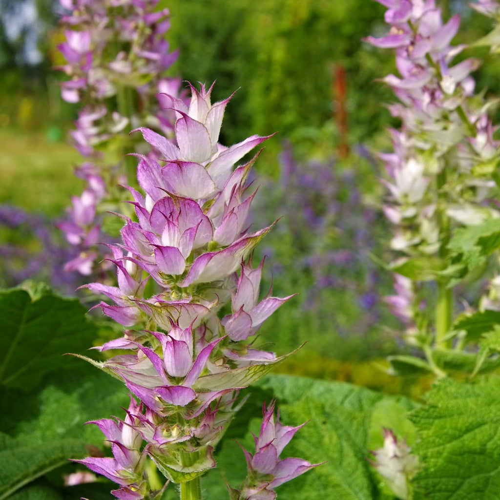 Balance I Align Energy Healing Massage Body Oil