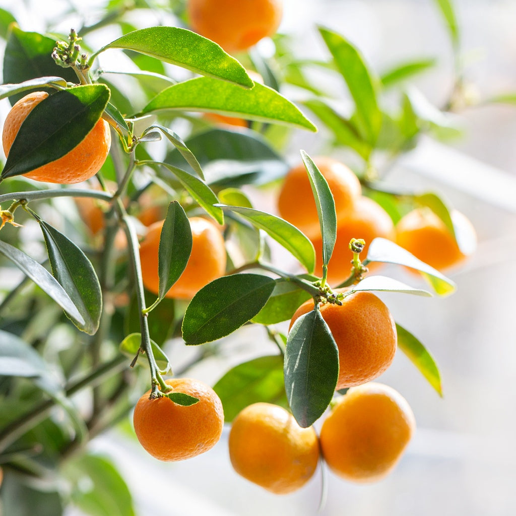 Clementine Jasmine Essential Oil Roll On