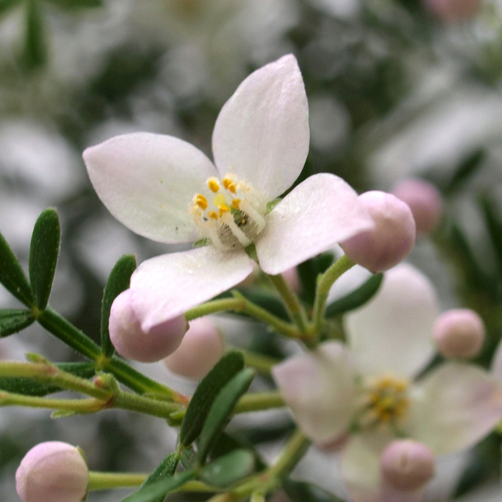 Australian Native Aroma Shower Steamer Tablet Gift Bag I 4 Tablets