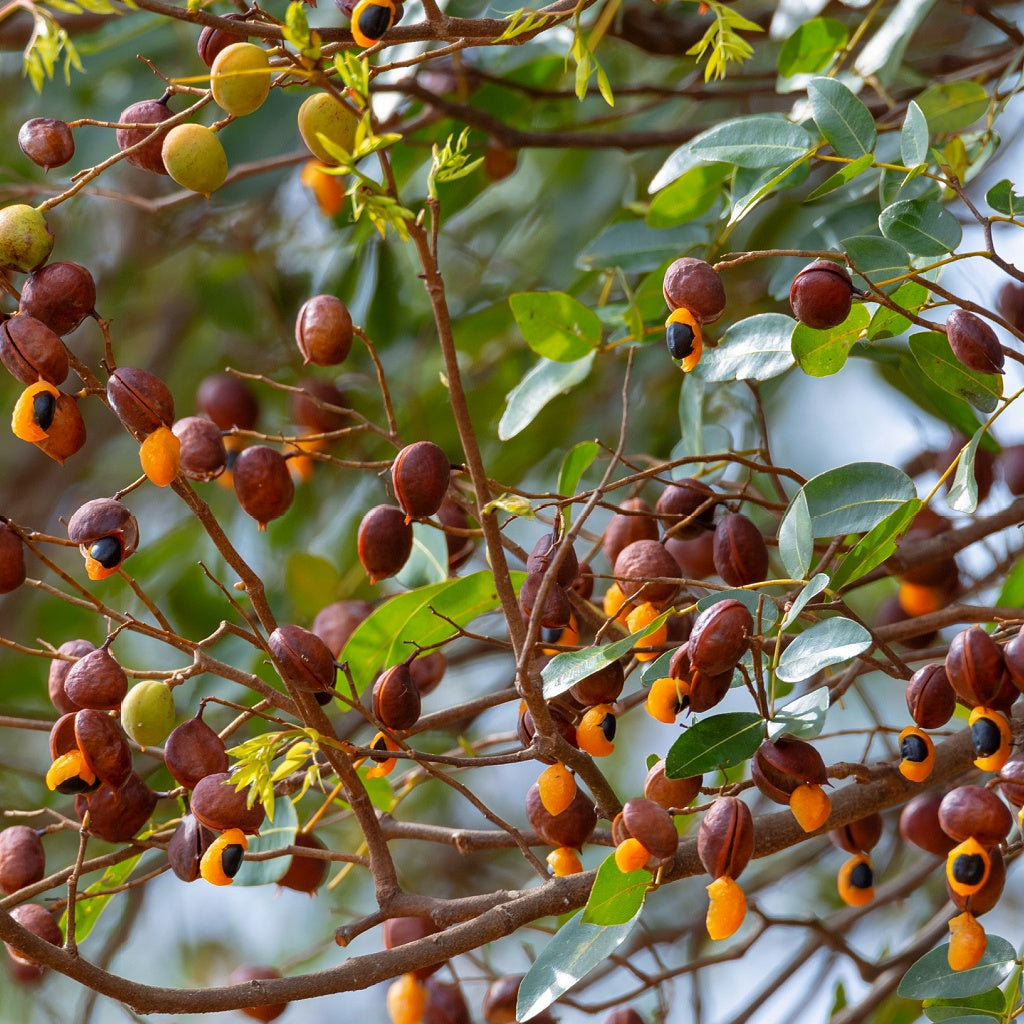 Empowerment Energy Healing Body Cream