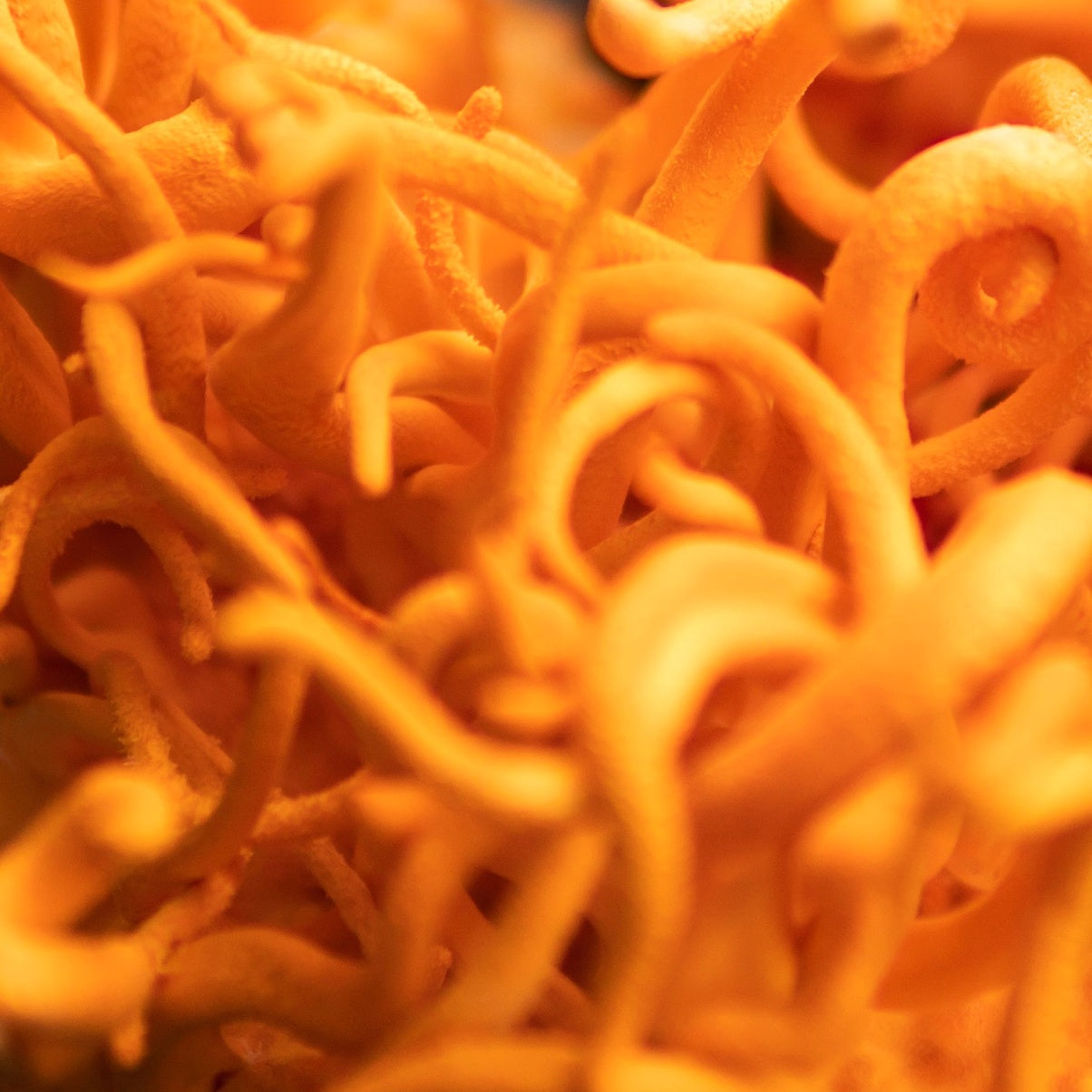 Body Fortify 7 Mushrooms Herbal Cellular Oral Tincture