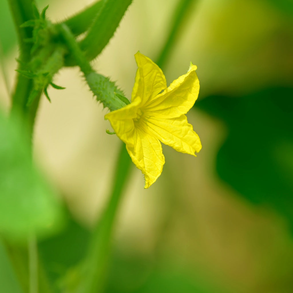 Cucumber I Macadamia Oil Omega C Skin Essence Soap Bar