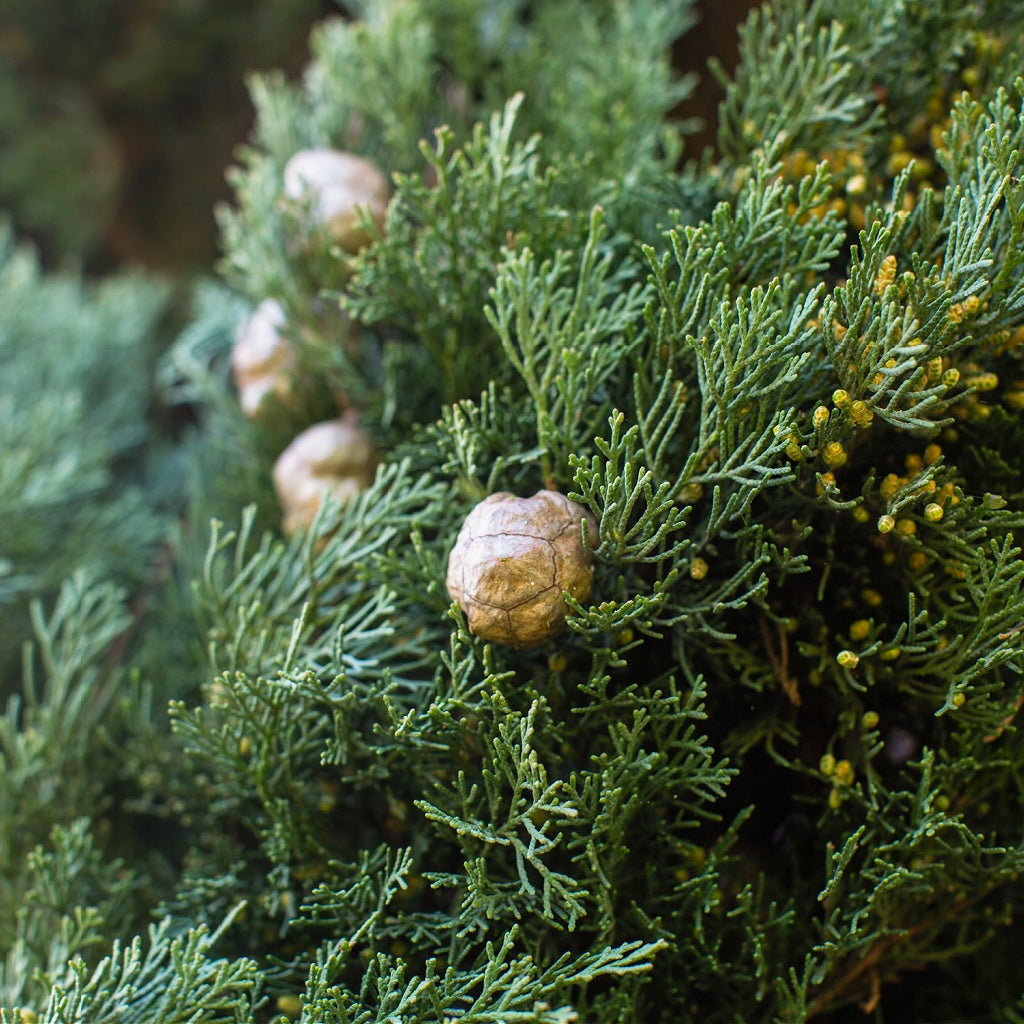 Feet Ankles Relief Botanical Body Cream