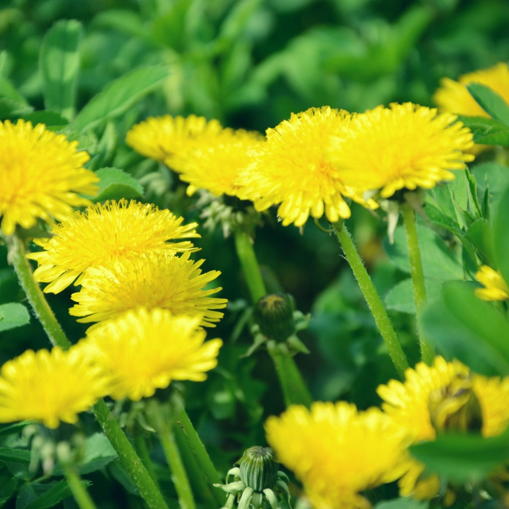 Slim Cleanse Black Tea