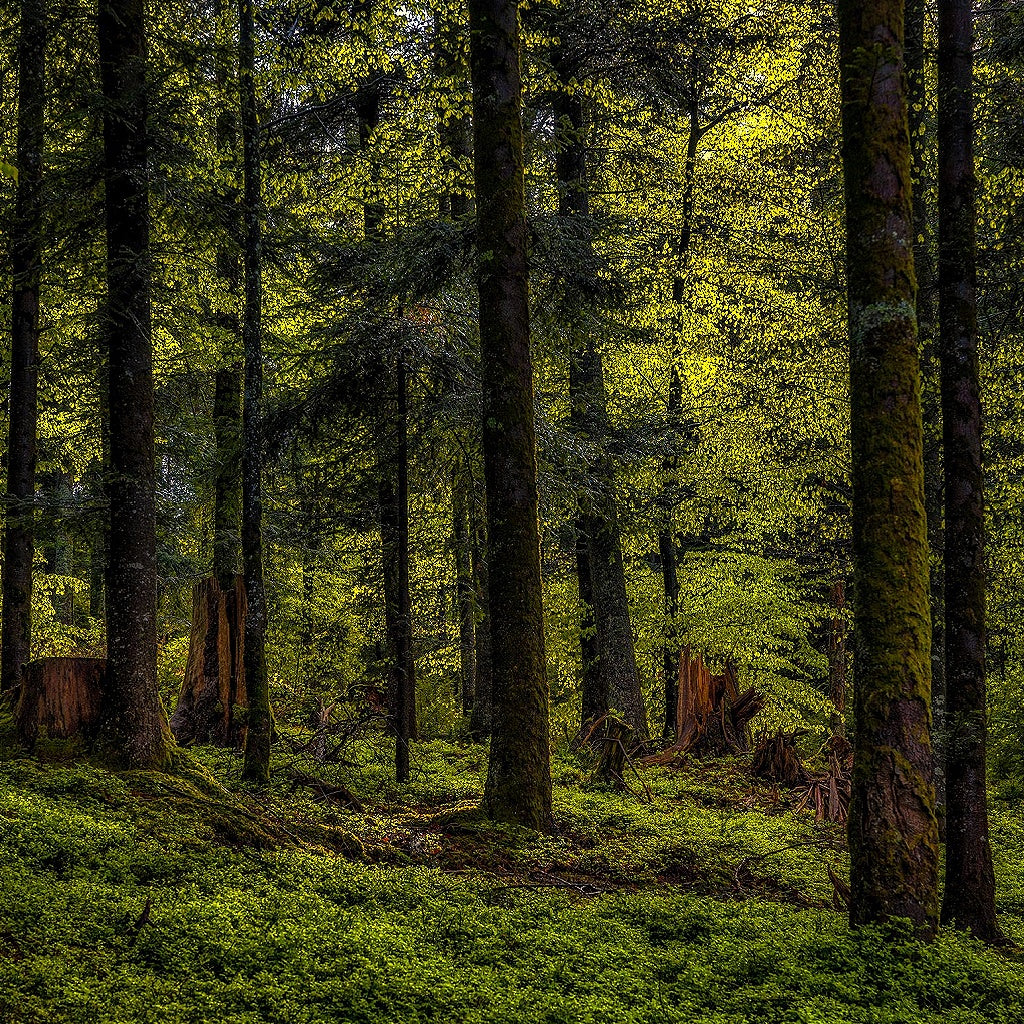 Dark Leather + Co Signature Pure Soy Candle