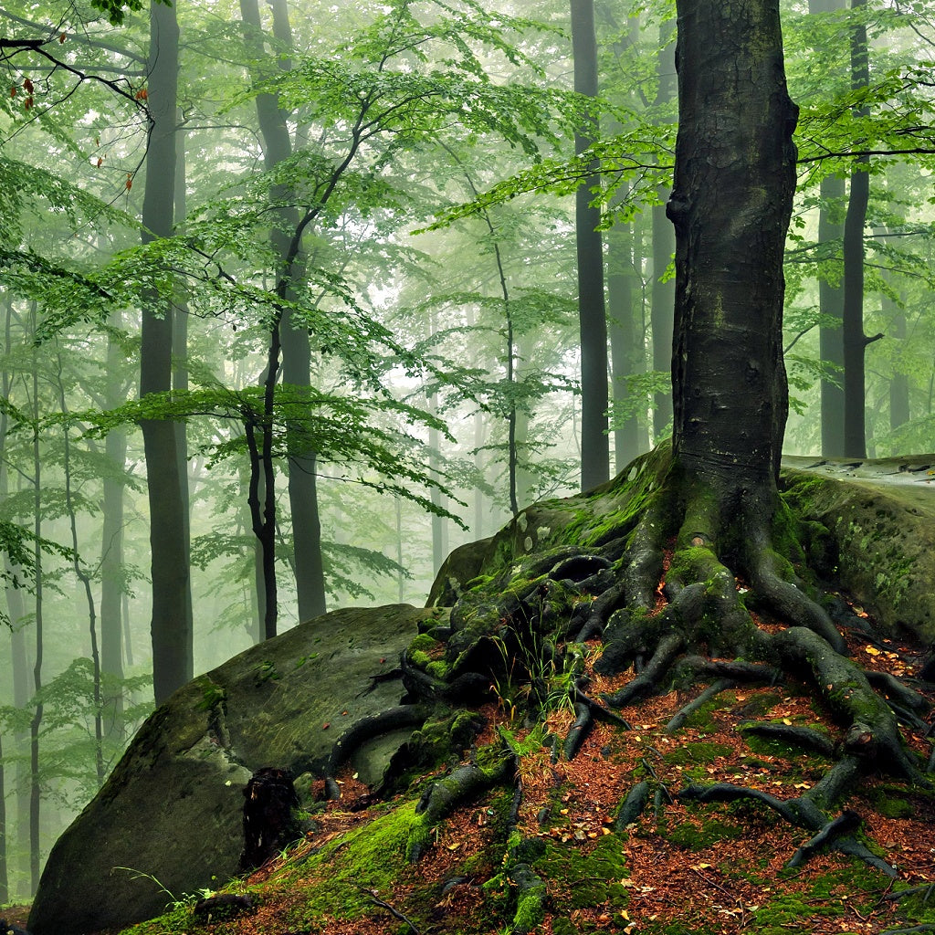 Dark Wood I Palo Santo Signature Pure Soy Candle