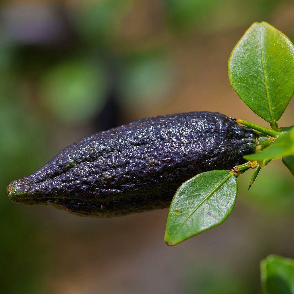 Rose Bay Bondi Organic Aloe Vera Castile Body Wash