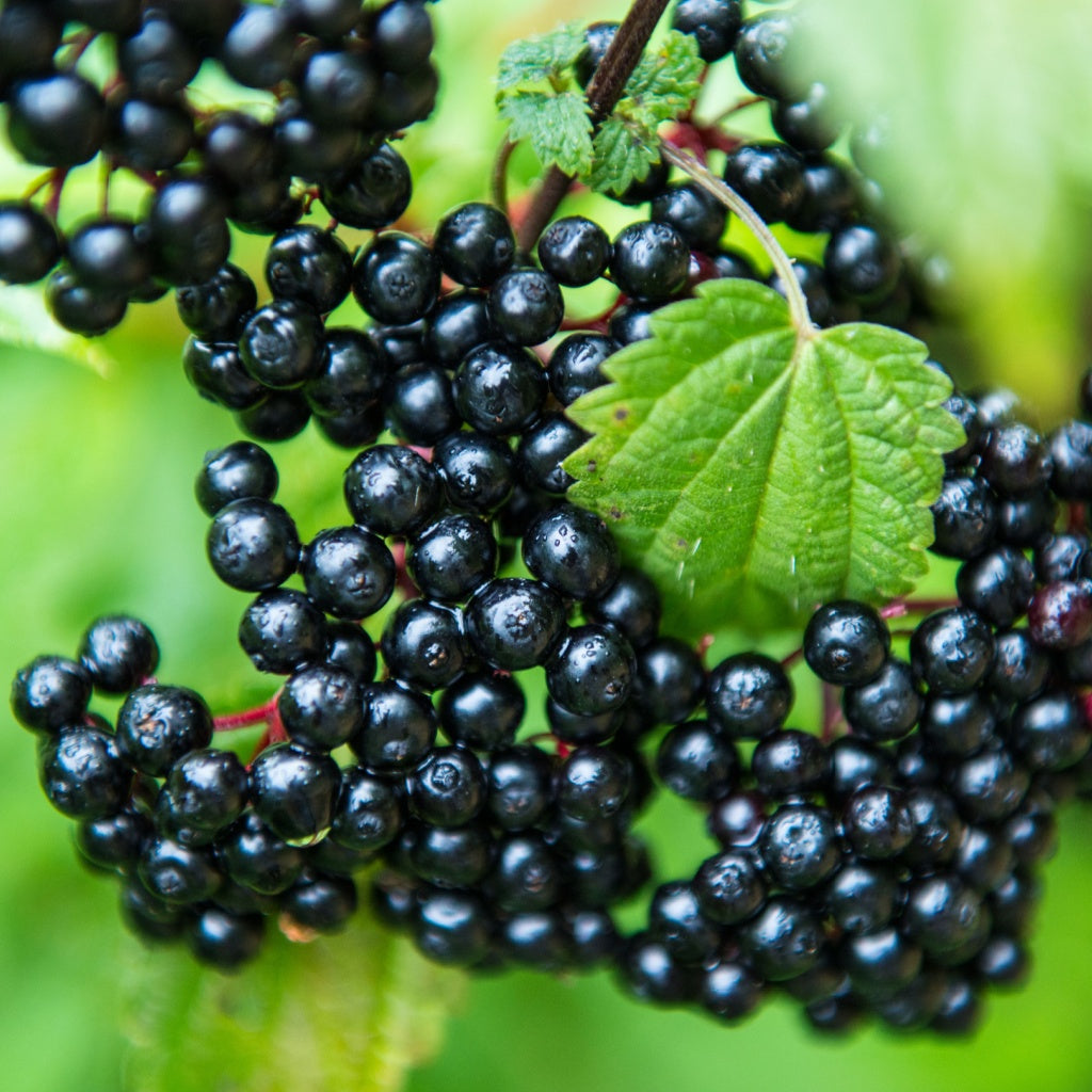 After Sun Recovery Skin Cream