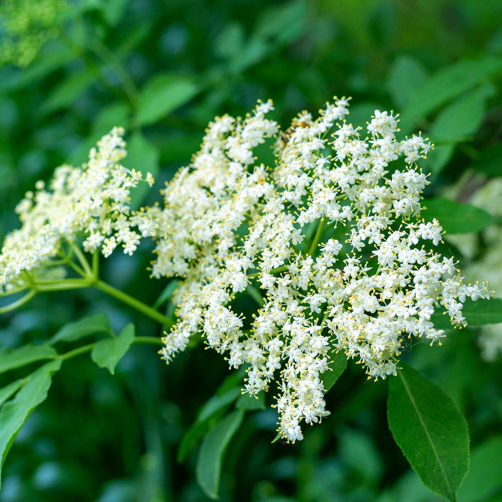 Sinus I Allergies Herbal Healing Body Cream