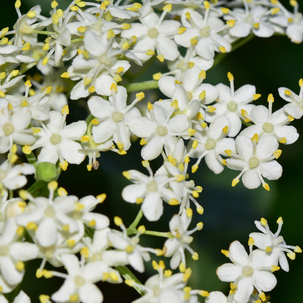 Chest I Breathe Herbal Healing Body Cream