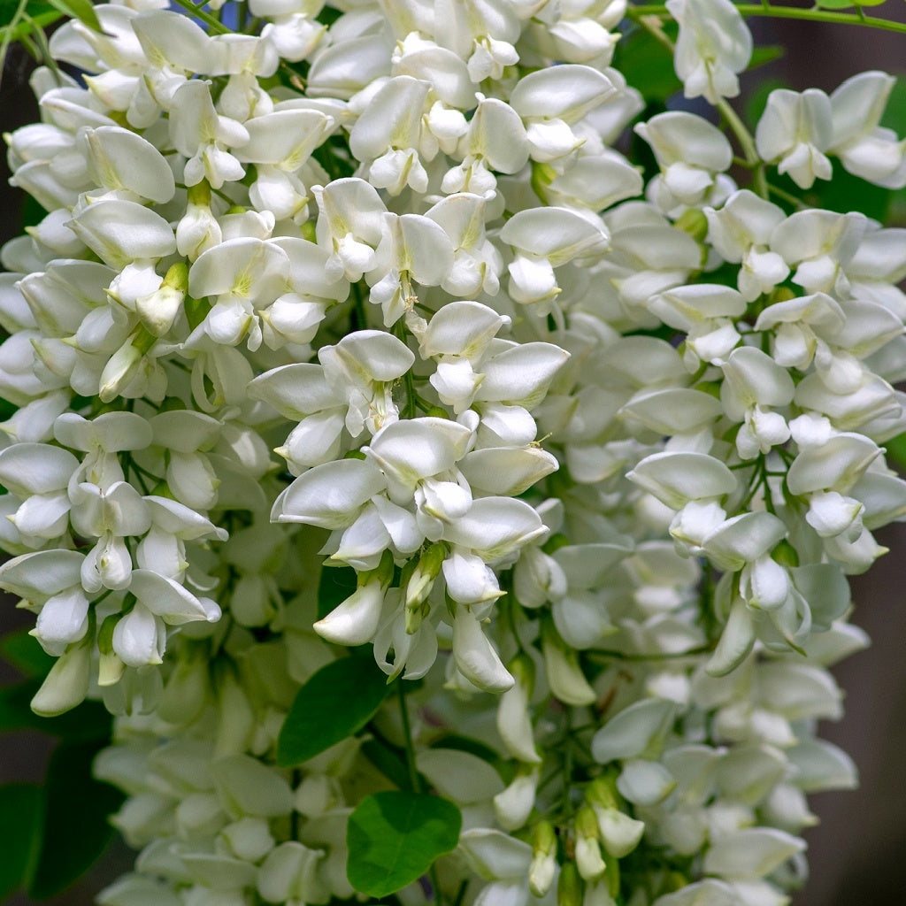 Elysian SPA Signature Pure Soy Candle