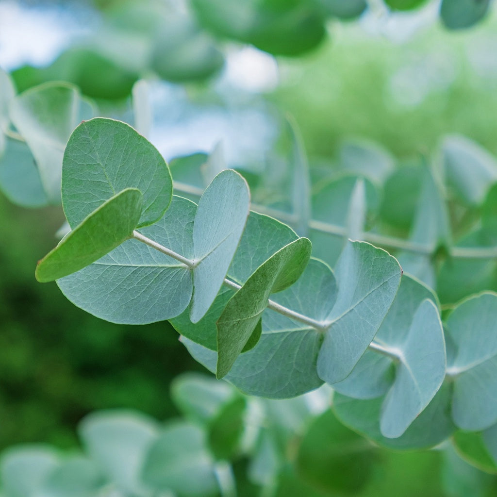 Pink Lake Hutt Lagoon Australian Signature Pure Soy Melt I Coastal Floral