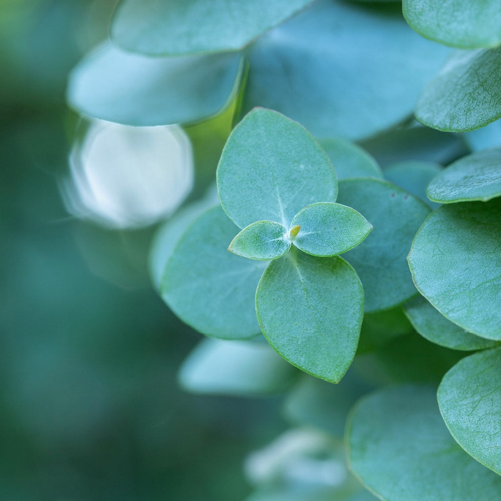 Sinus Decongest Triple Strength Shower Steamer Tablet