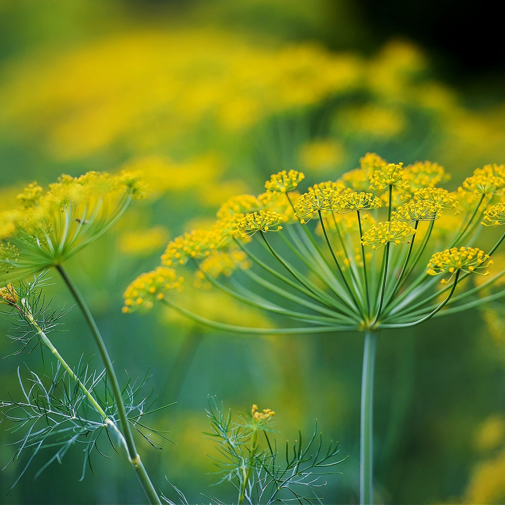 Menopause I PMS Herbal Healing Body Cream