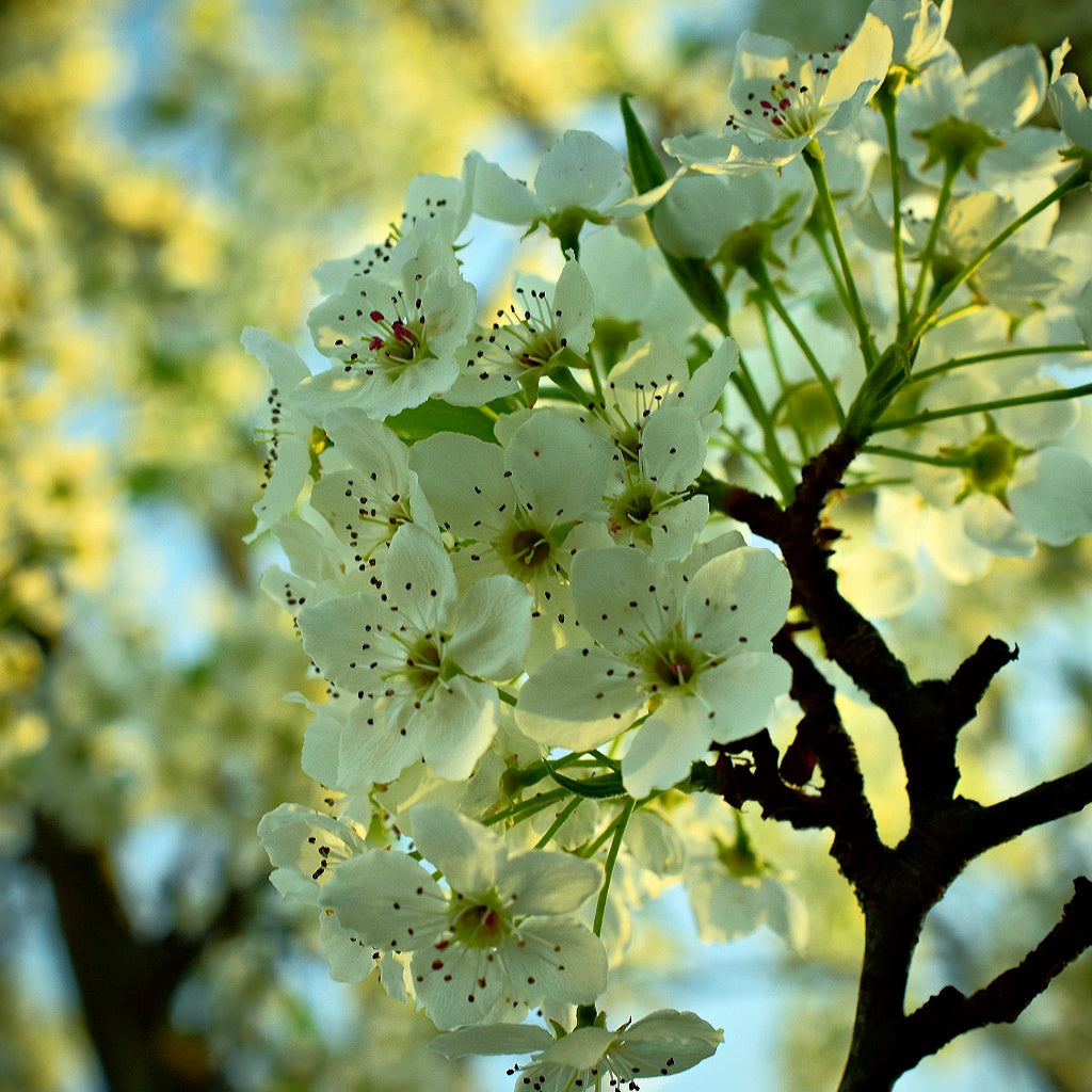 Figue Waterlily Signature Pure Soy Melt