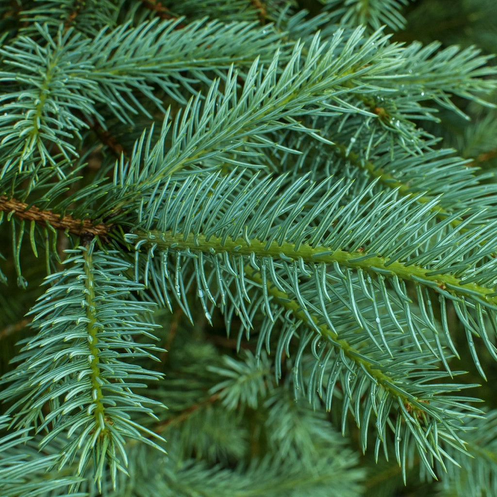 Orange Leaf Signature Diffuser Oil