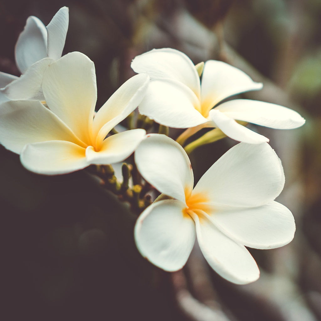 Frangipani Lime Essential Oil Roll On