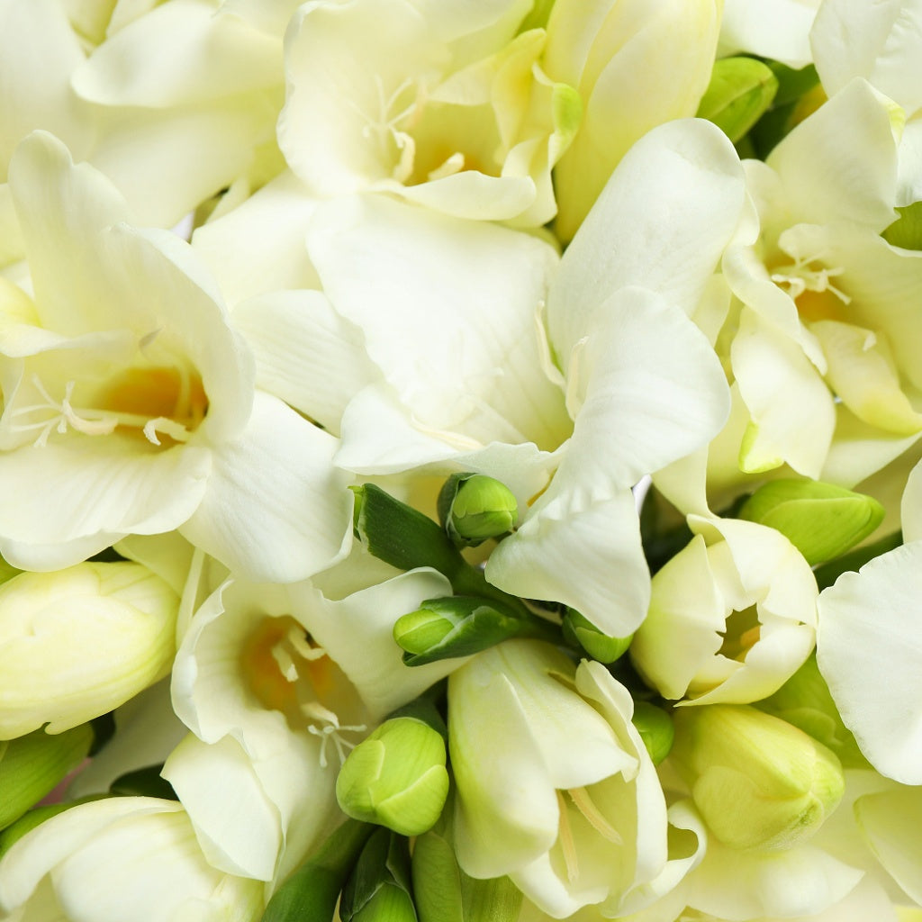 Opulent Oasis I Gardenia Signature Hanging Diffuser