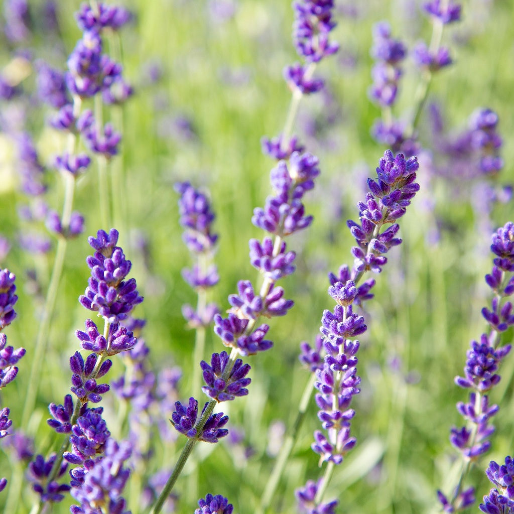 Opulent Oasis I Gardenia Olive I Clay Castile Luxurious Body Wash