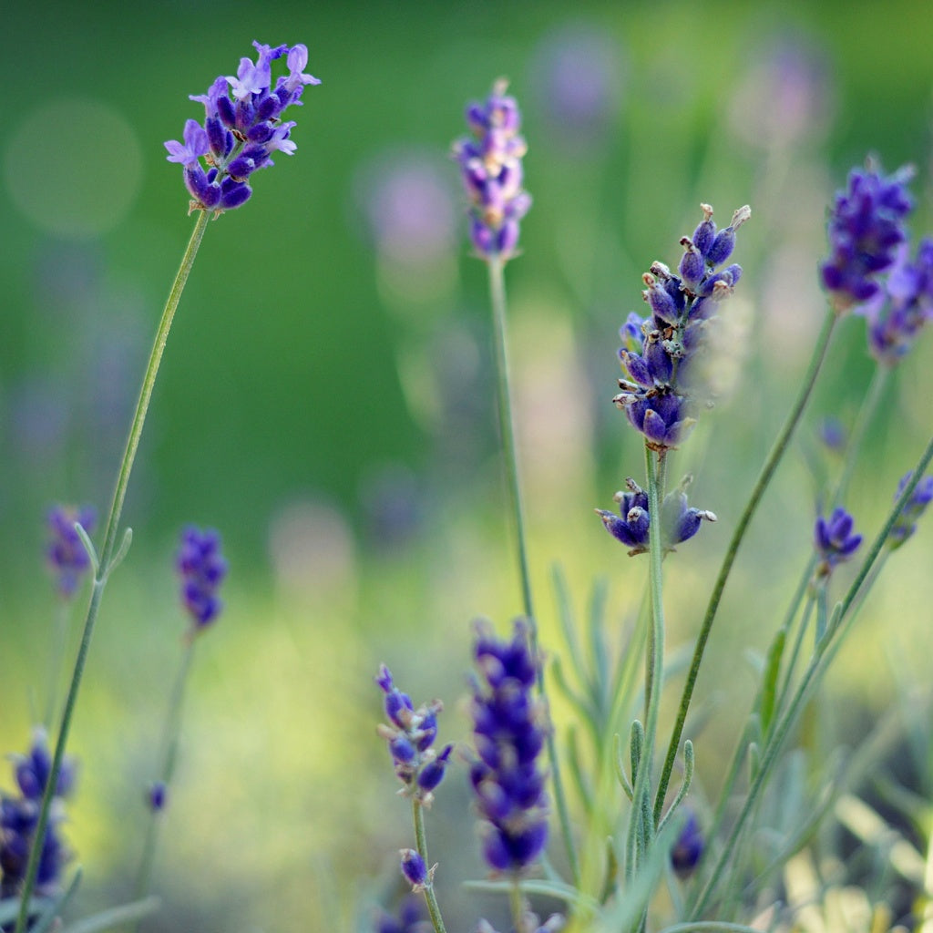 Nail Infected I Fungal I Conditioner Herbal Healing Body Oil