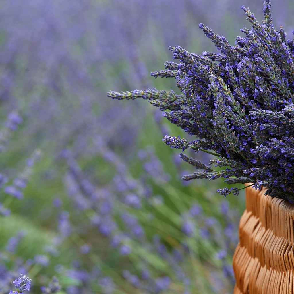 Citrus I Herbal Aroma Shower Steamer Tablet Gift Bag I 4 Tablets