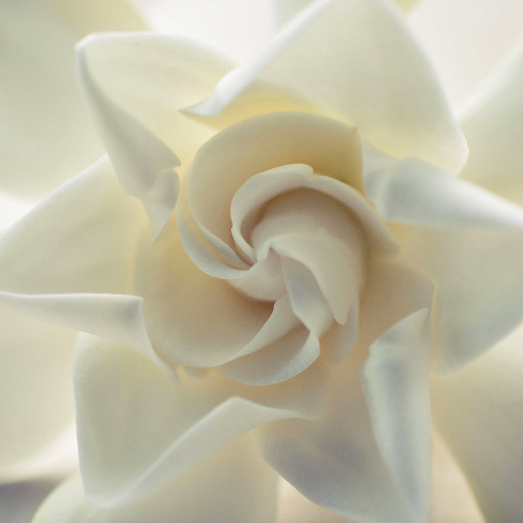 Flower Aroma Shower Steamer Tablet Gift Bag I 4 Tablets