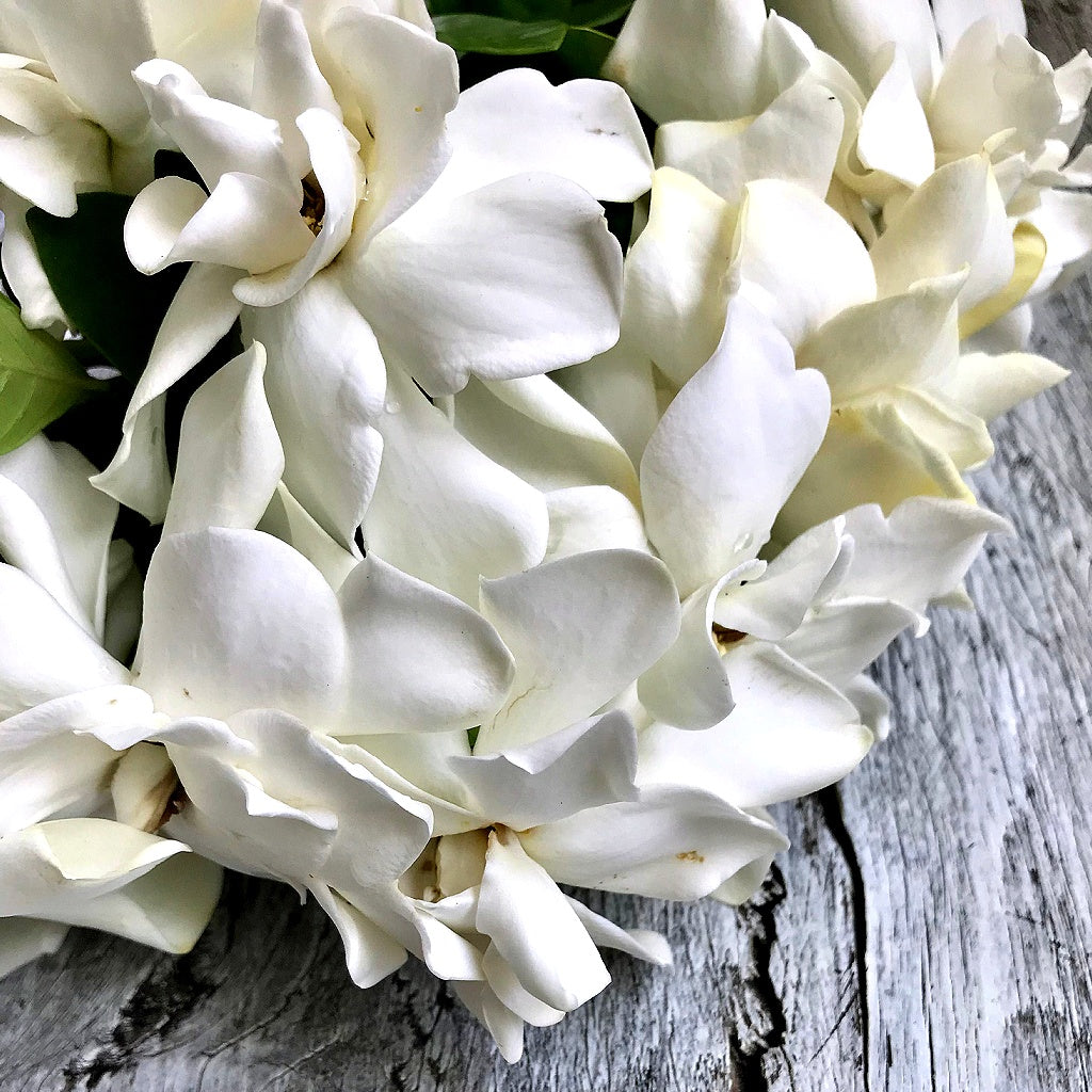 Gardenia Sandalwood Signature Diffuser Oil