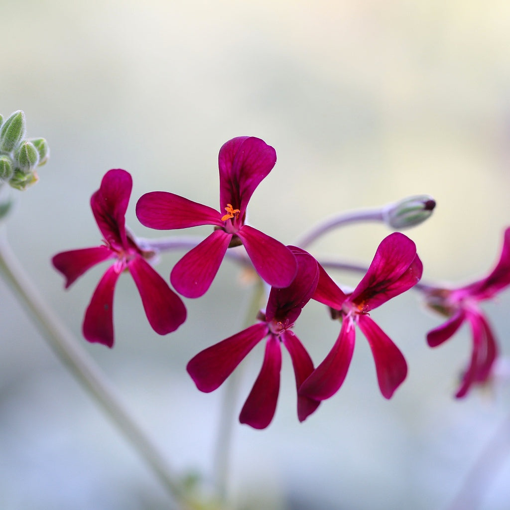 Unconditional Love Energy Healing Body Cream