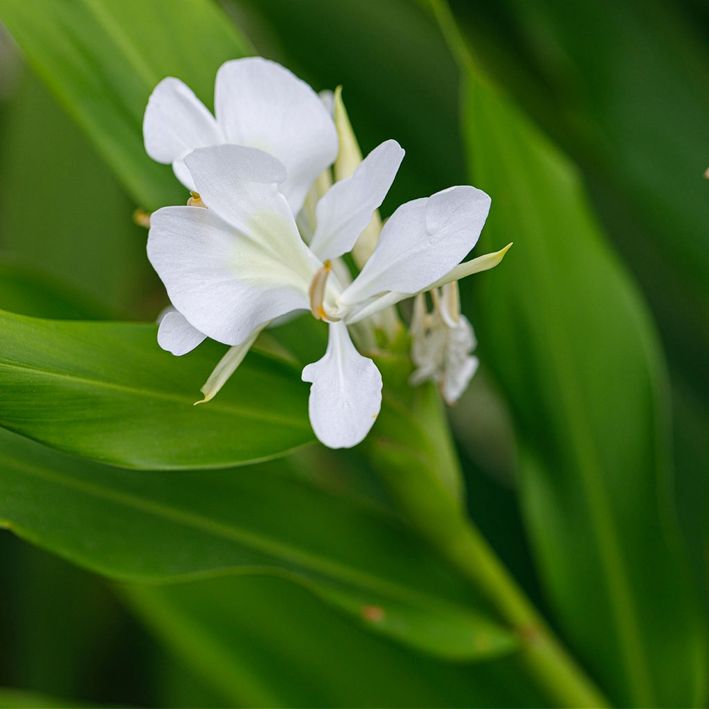 Muscular Nerves Relief Herbal Healing Body Cream