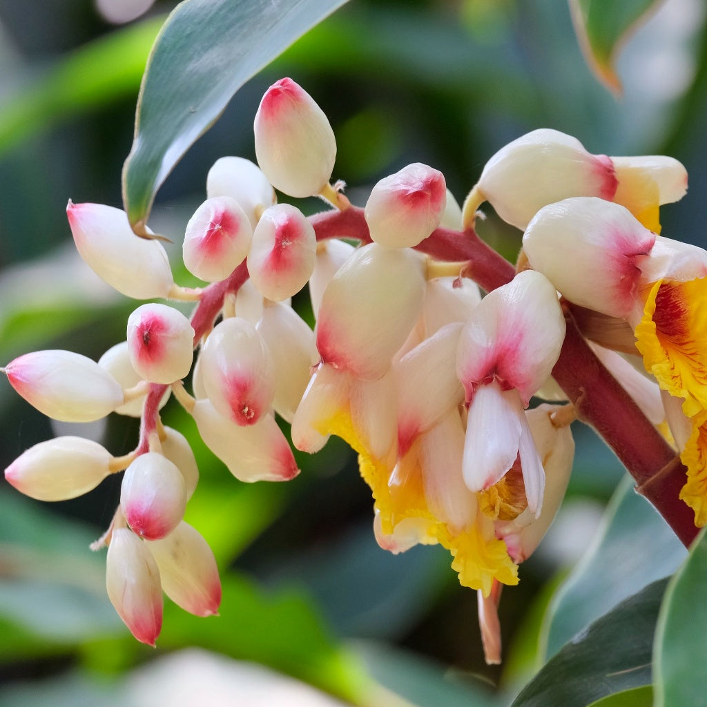 Chest I Breathe Herbal Healing Body Cream