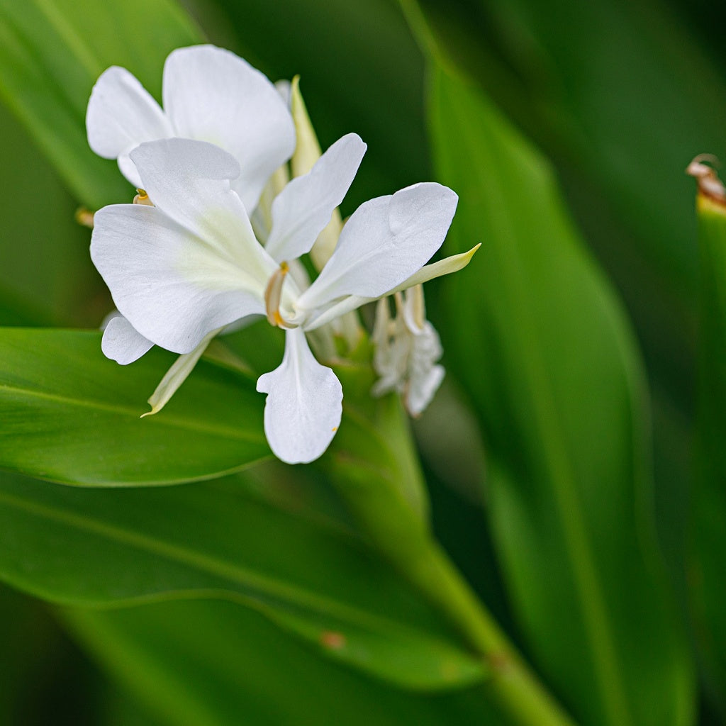 Empowerment Energy Healing Body Cream