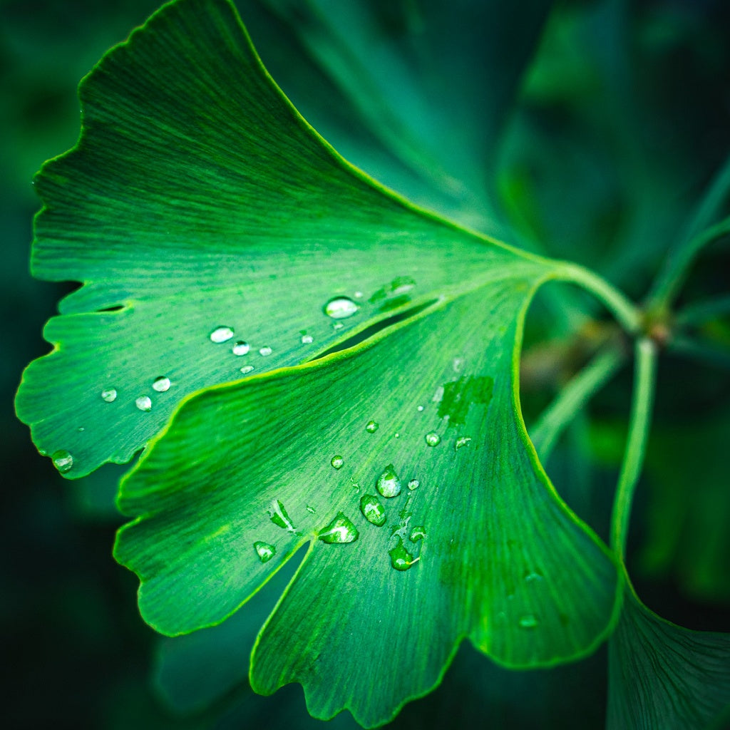 Brain Tonic Ginkgo Green Tea