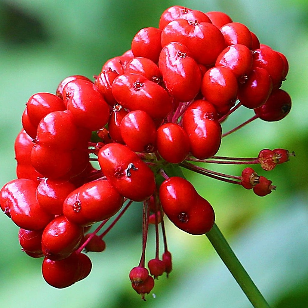 Omega A Plant Retinol Serum Oil Essence