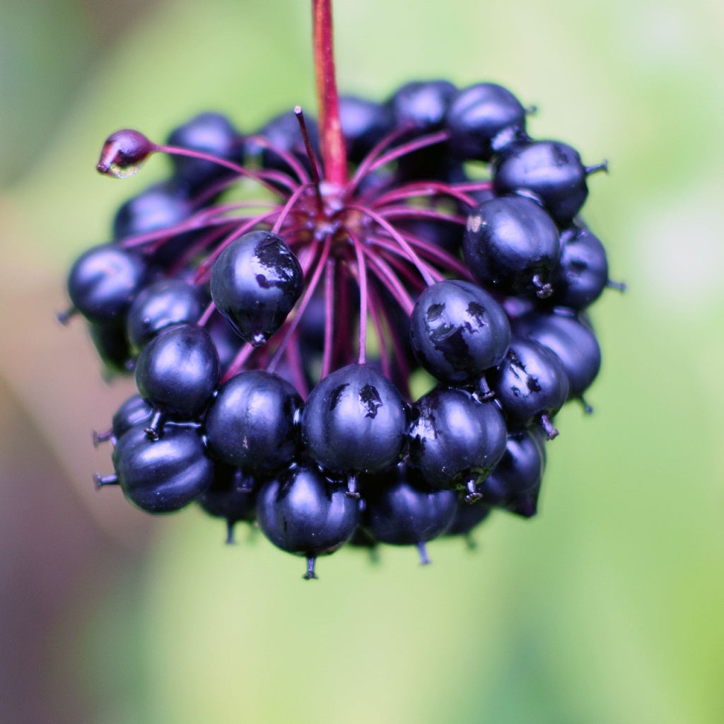 Skin's Natural Ecosystem Deep Skin Treatment I Concentrated Botanicals