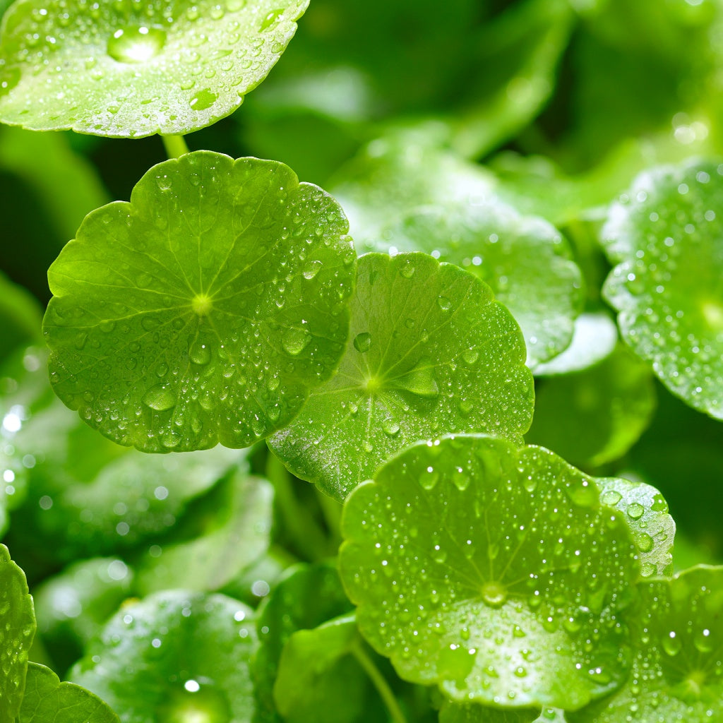 Omega A Plant Retinol Deep Skin Treatment I Concentrated Botanicals