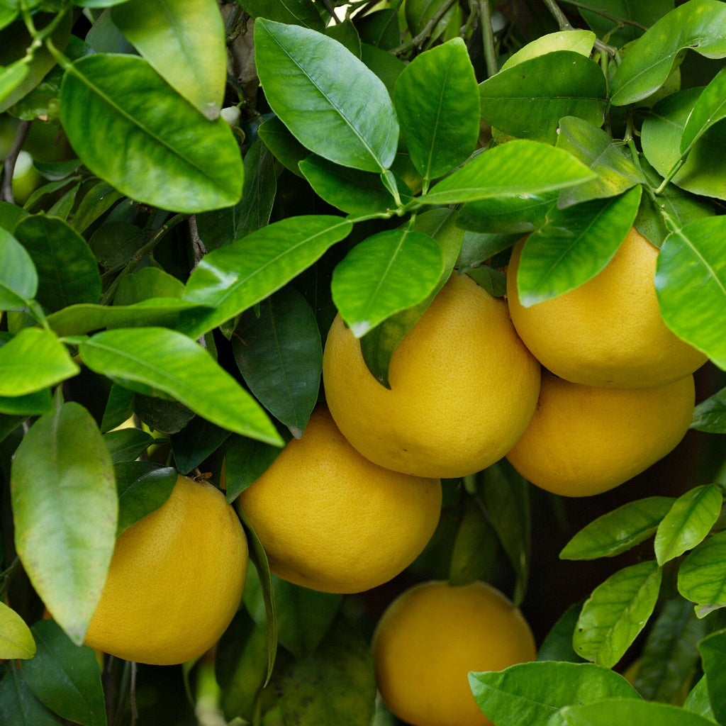 Wildflowers Blooming Pilbara Australian Signature Diffuser Oil I Outback Floral