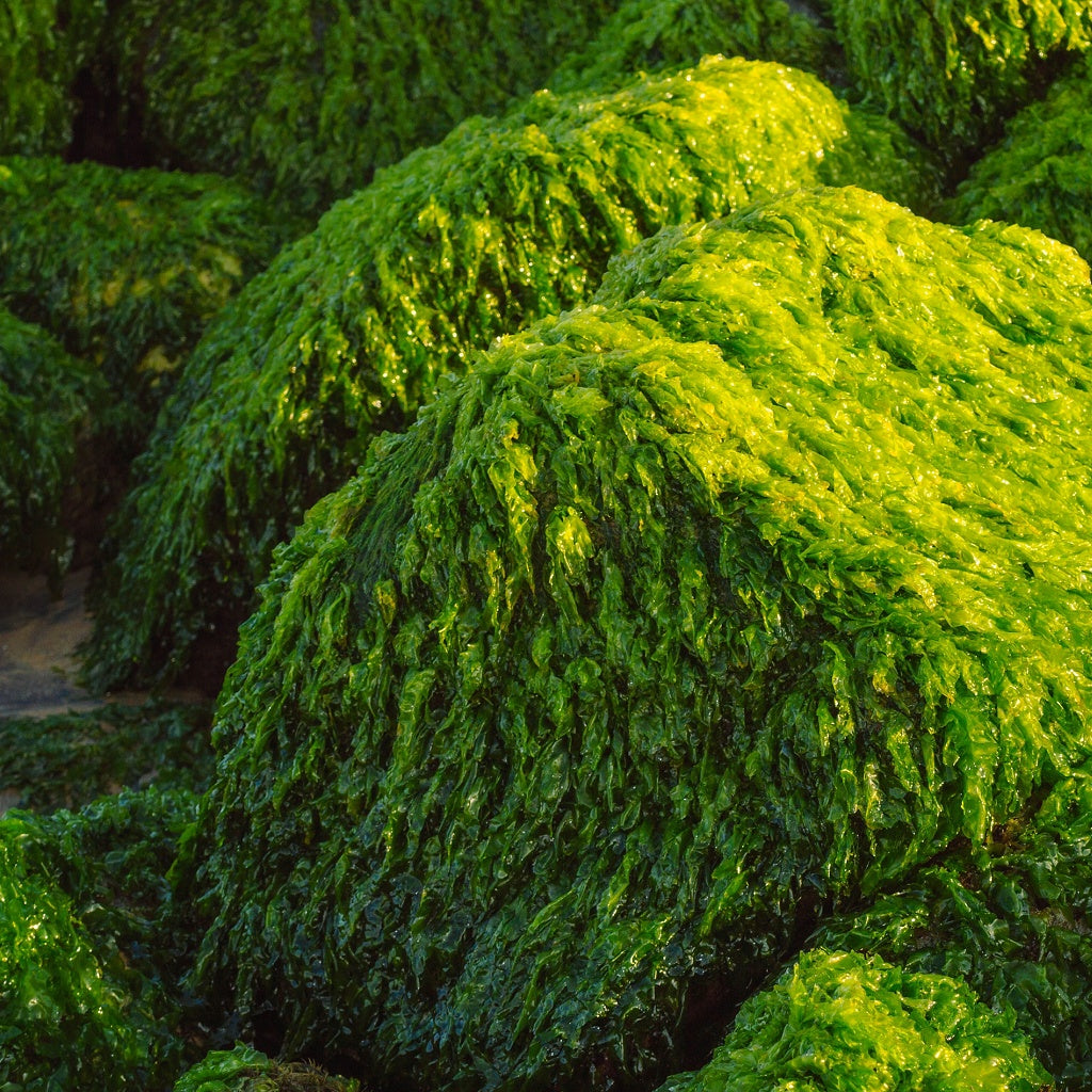 Botox Plant Micro Circulation Serum Oil Essence